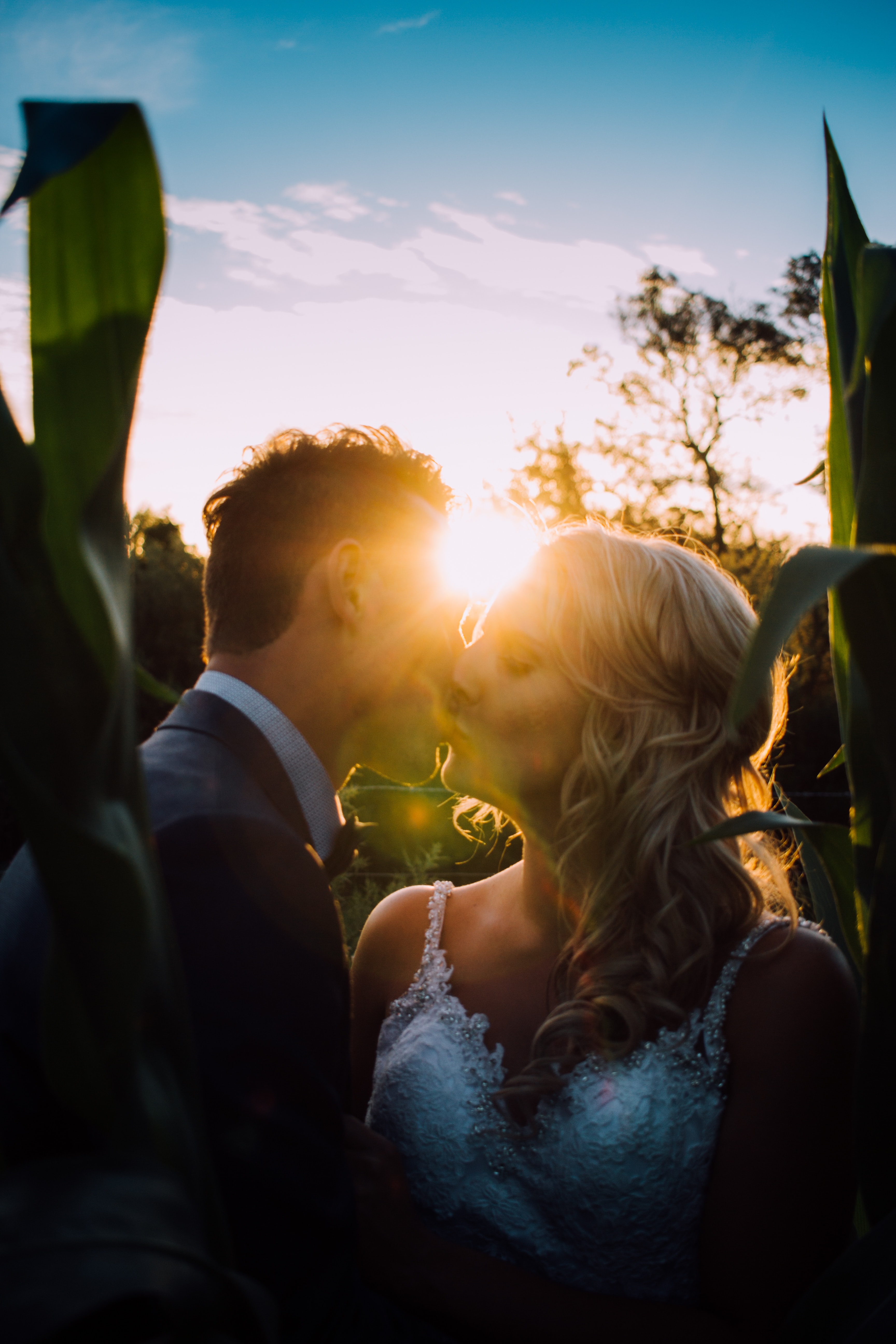 Newlyweds kiss in a cornfield